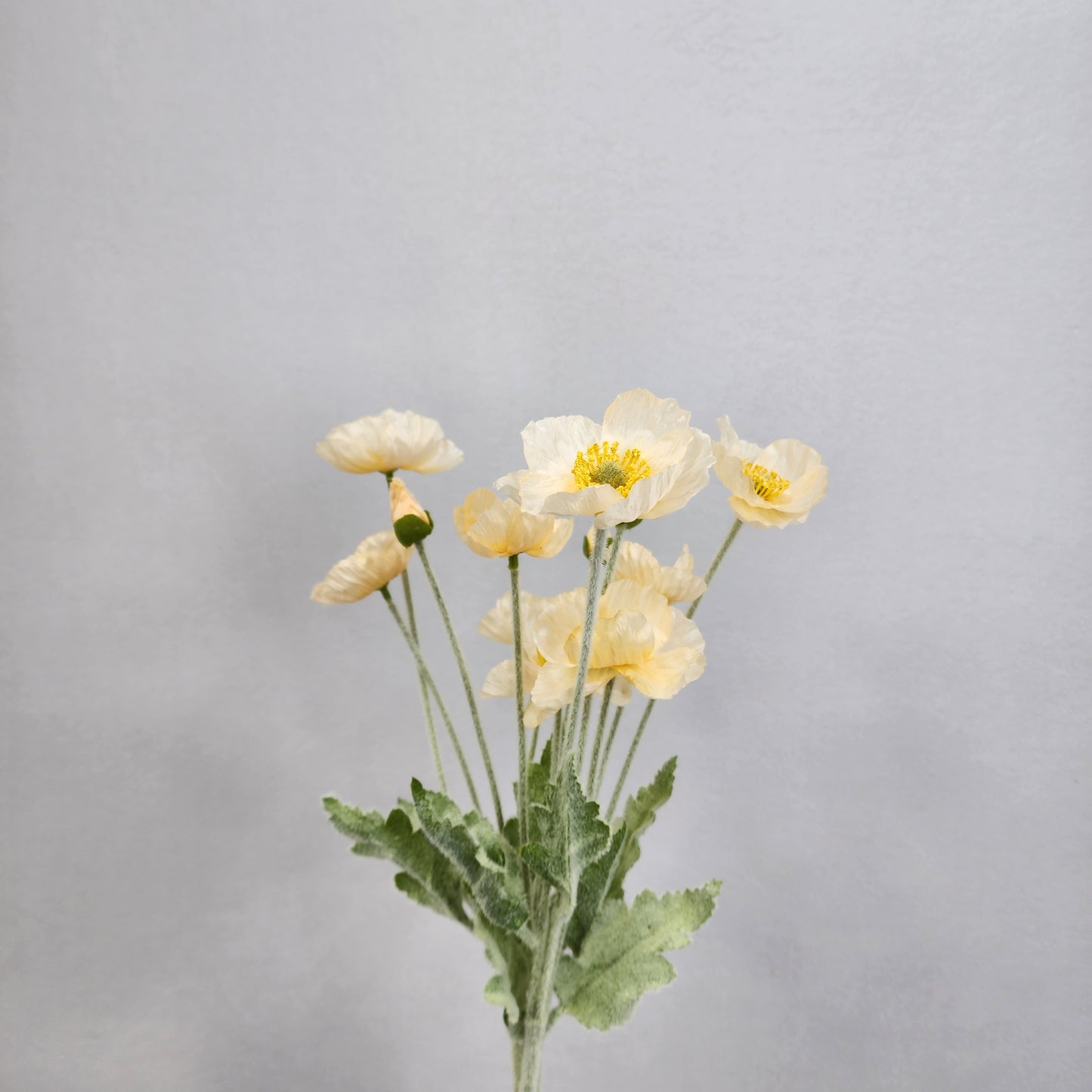 Icelandic Poppies - Pale Peach