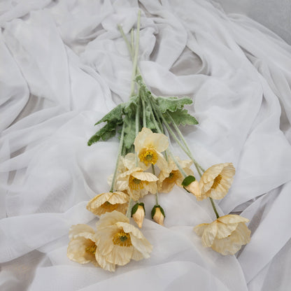 Icelandic Poppies - Pale Peach