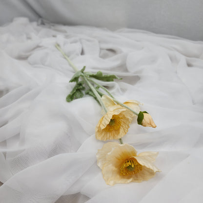 Icelandic Poppies - Pale Peach