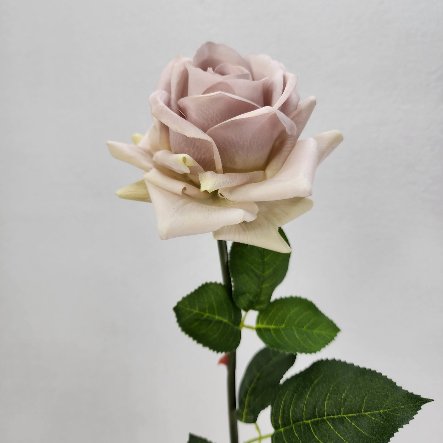 Quick Sand Royal Real Touch Rose