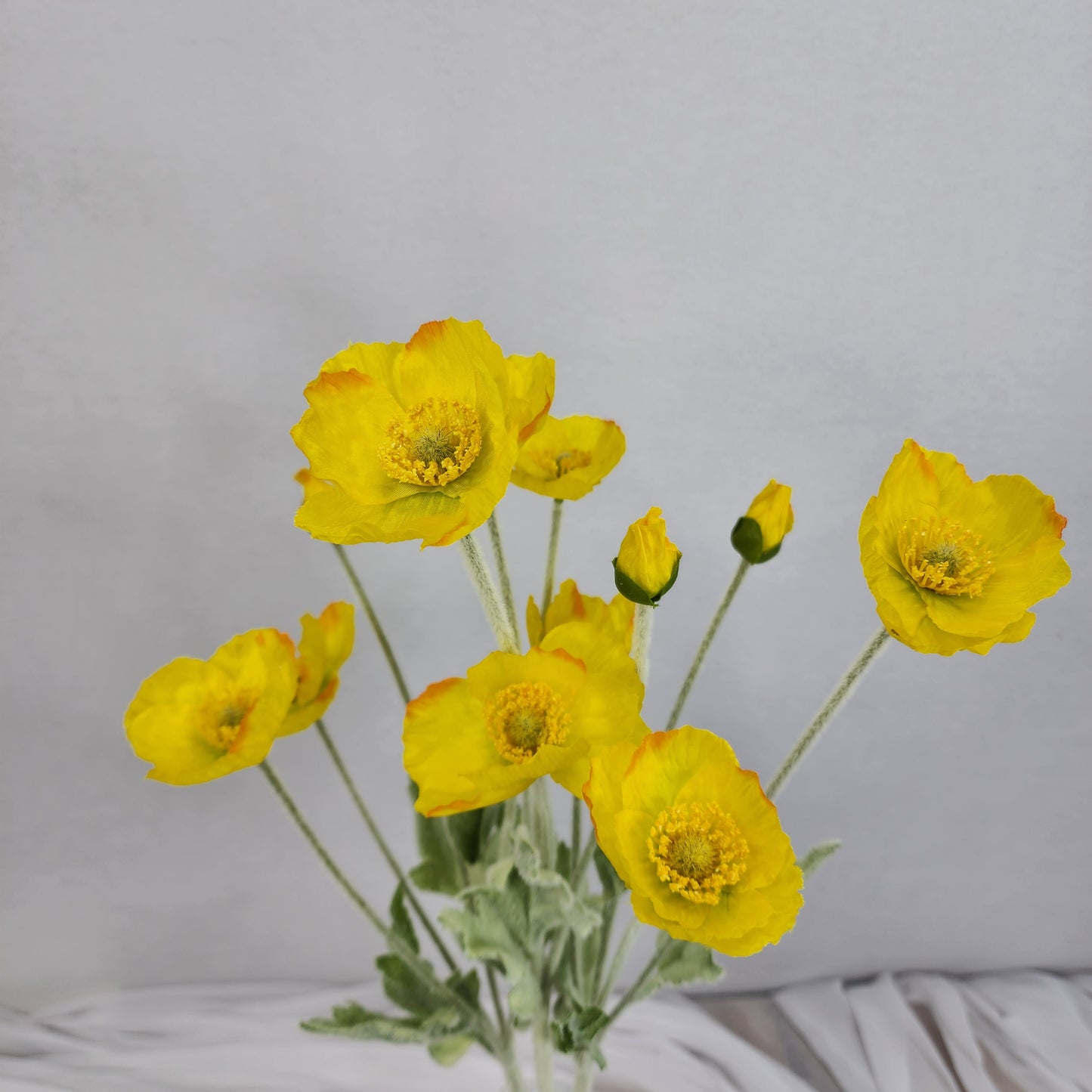 Icelandic Poppies Yellow