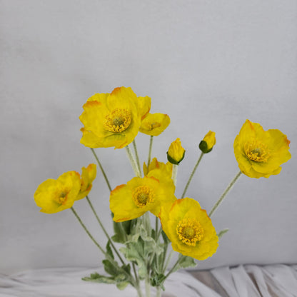 Icelandic Poppies Yellow