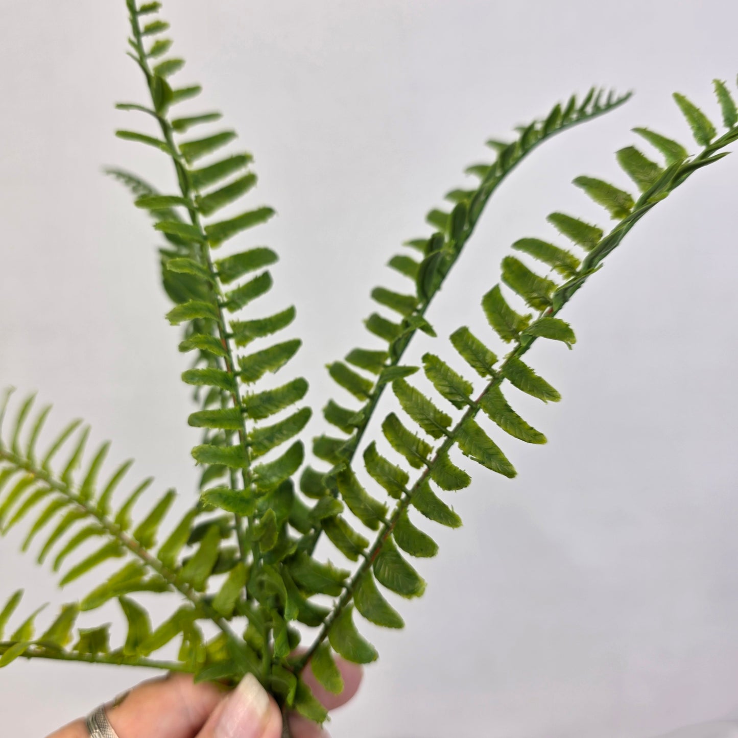 Fishbone Fern Small - Real Touch Greenery