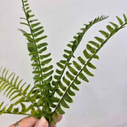 Fishbone Fern Small - Real Touch Greenery