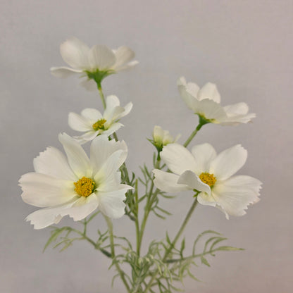 White Cosmos Spray - Realistic Artificial Flowers