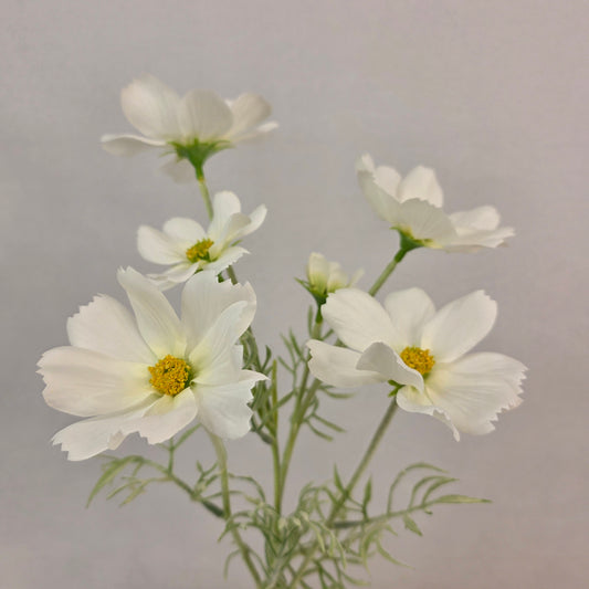 White Cosmos Spray - Realistic Artificial Flowers