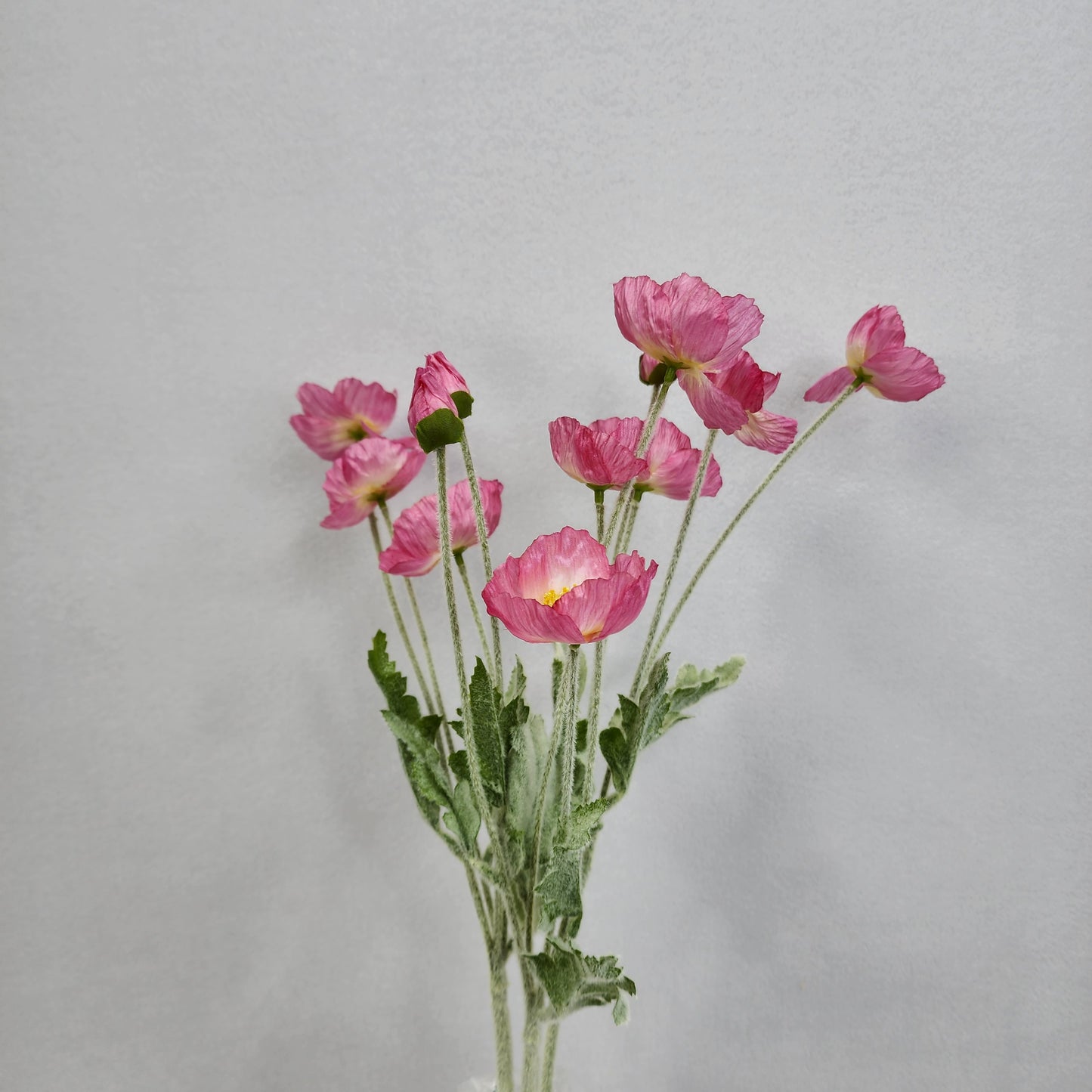 Iceland Poppies - Dark Pink