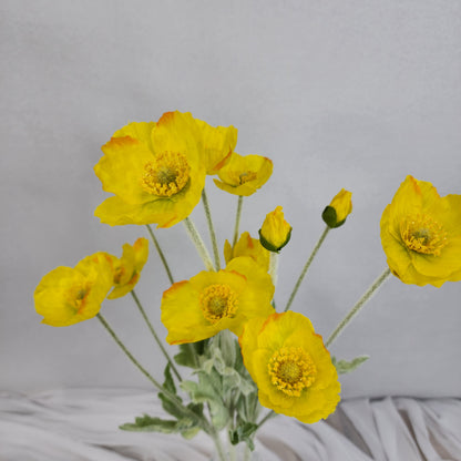 Icelandic Poppies Yellow