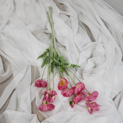 Iceland Poppies - Dark Pink
