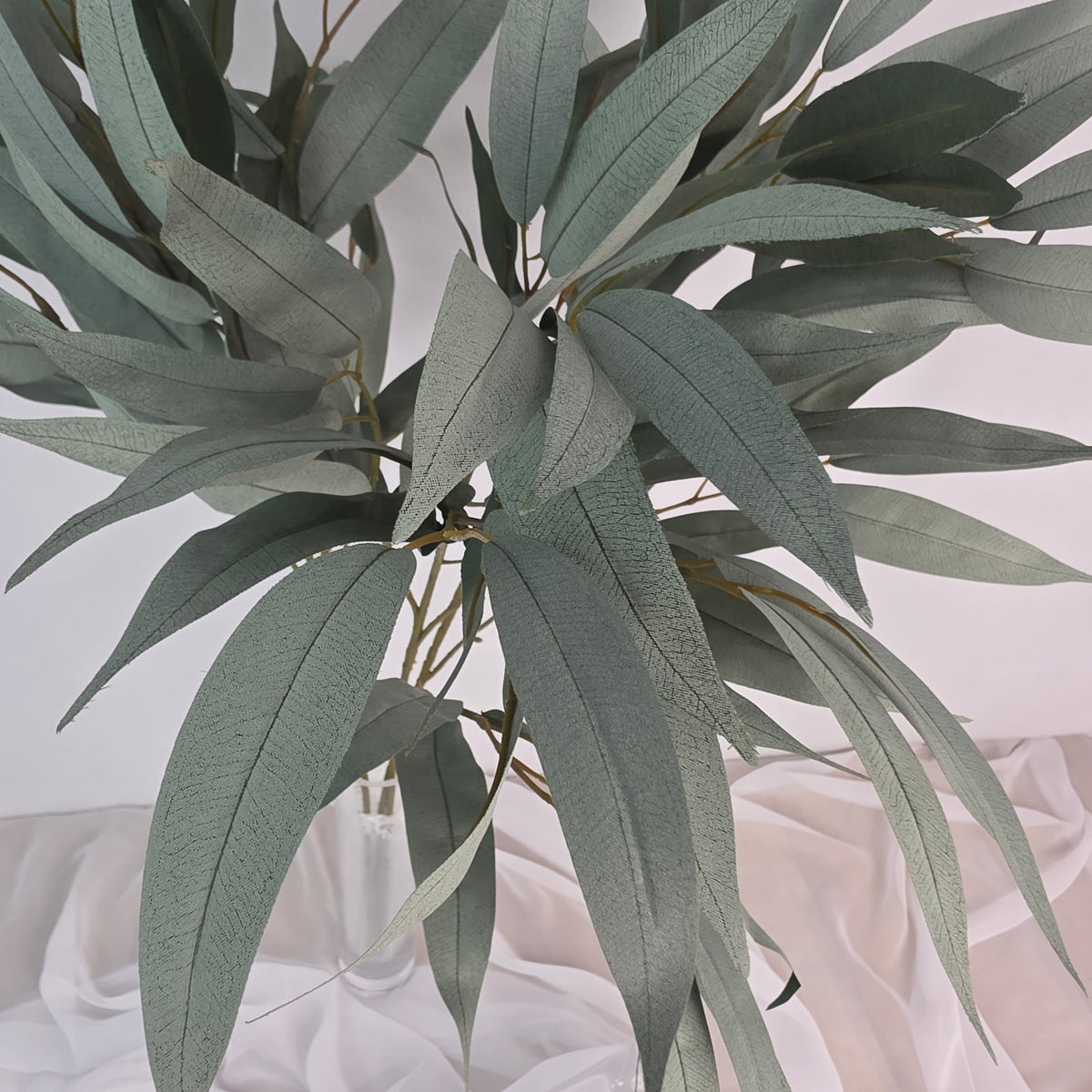 Wide Leaf Eucalyptus