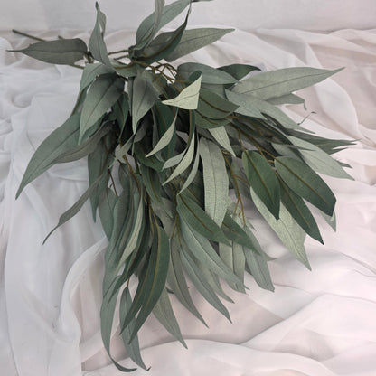 Wide Leaf Eucalyptus