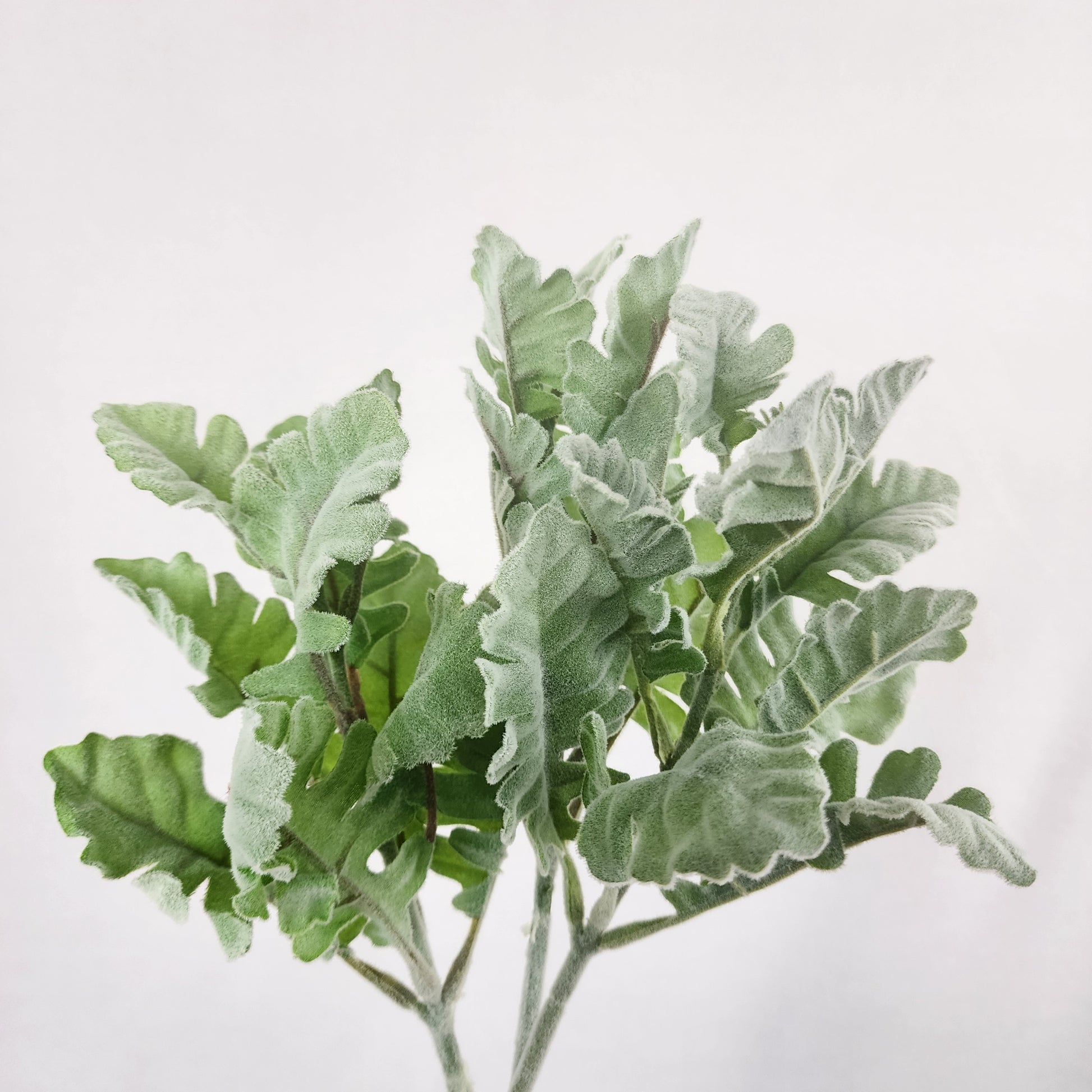 Dusty Miller -Realistic Artificial Greenery