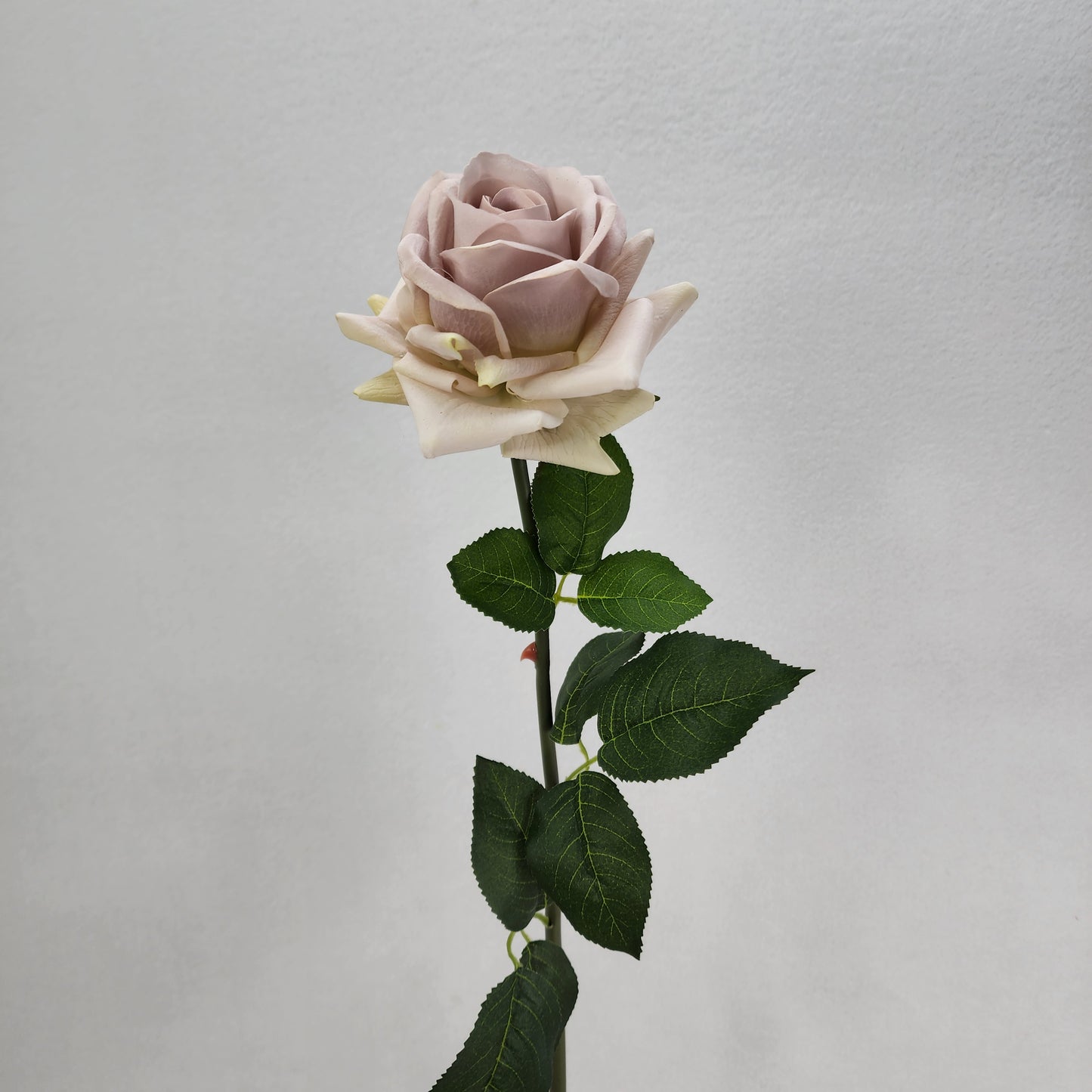 Quick Sand Royal Real Touch Rose