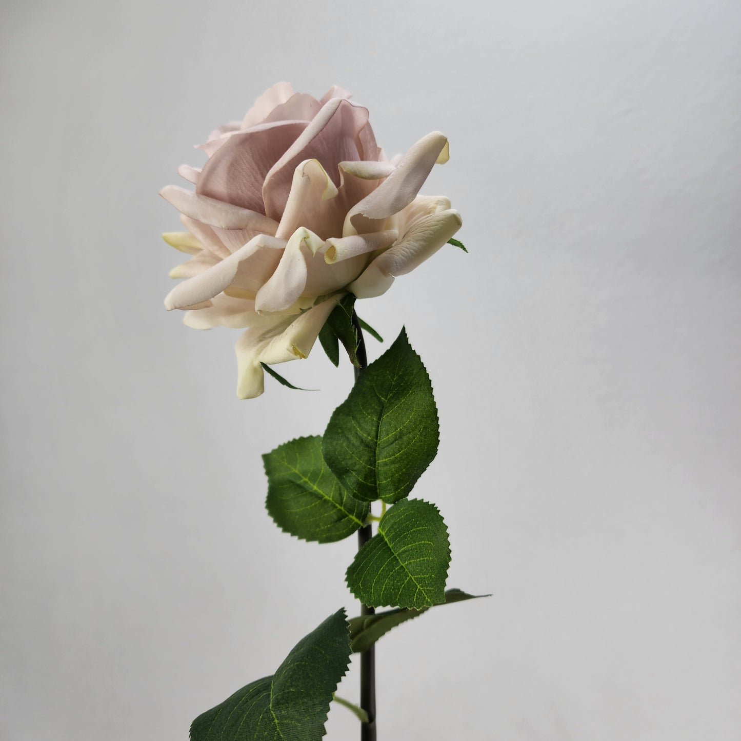 Quick Sand Royal Real Touch Rose