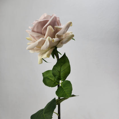 Quick Sand Royal Real Touch Rose