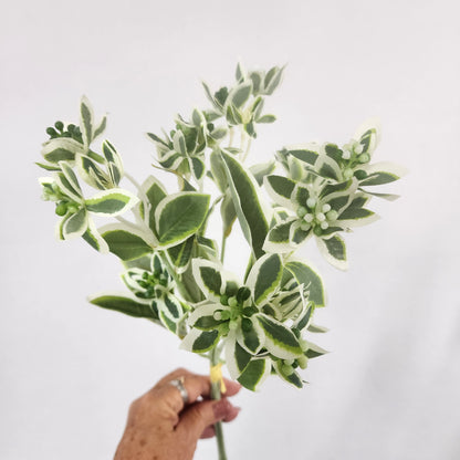 Euphorbia Variegated Greenery -Realistic Artificial Greenery