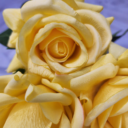 Yellow Royal Real Touch Rose